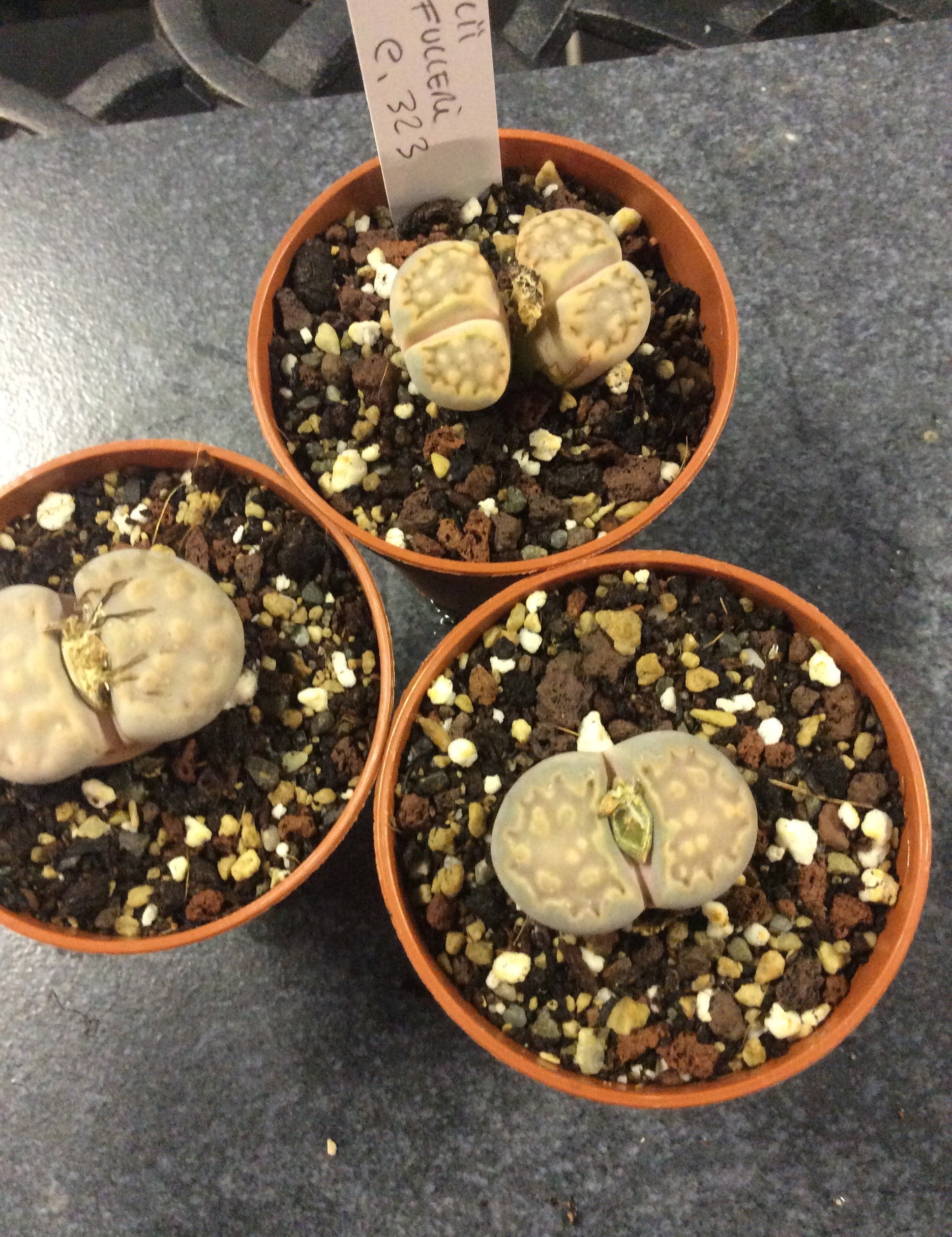 Lithops julii ssp. fulleri v. fulleri C323 