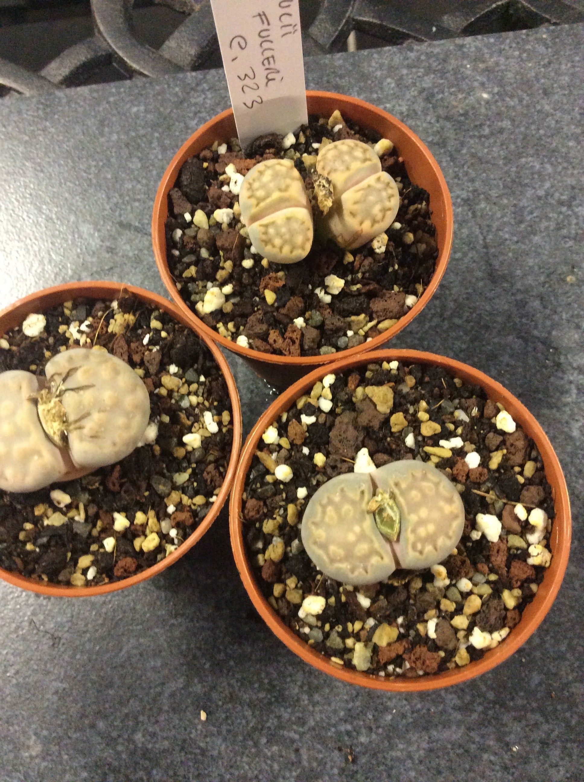 Lithops julii ssp. fulleri v. fulleri C323 