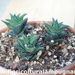Haworthia glauca herrei x amstrongii