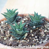 Haworthia glauca herrei x amstrongii