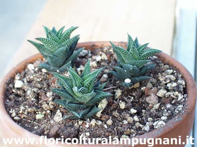 Haworthia glauca herrei x amstrongii