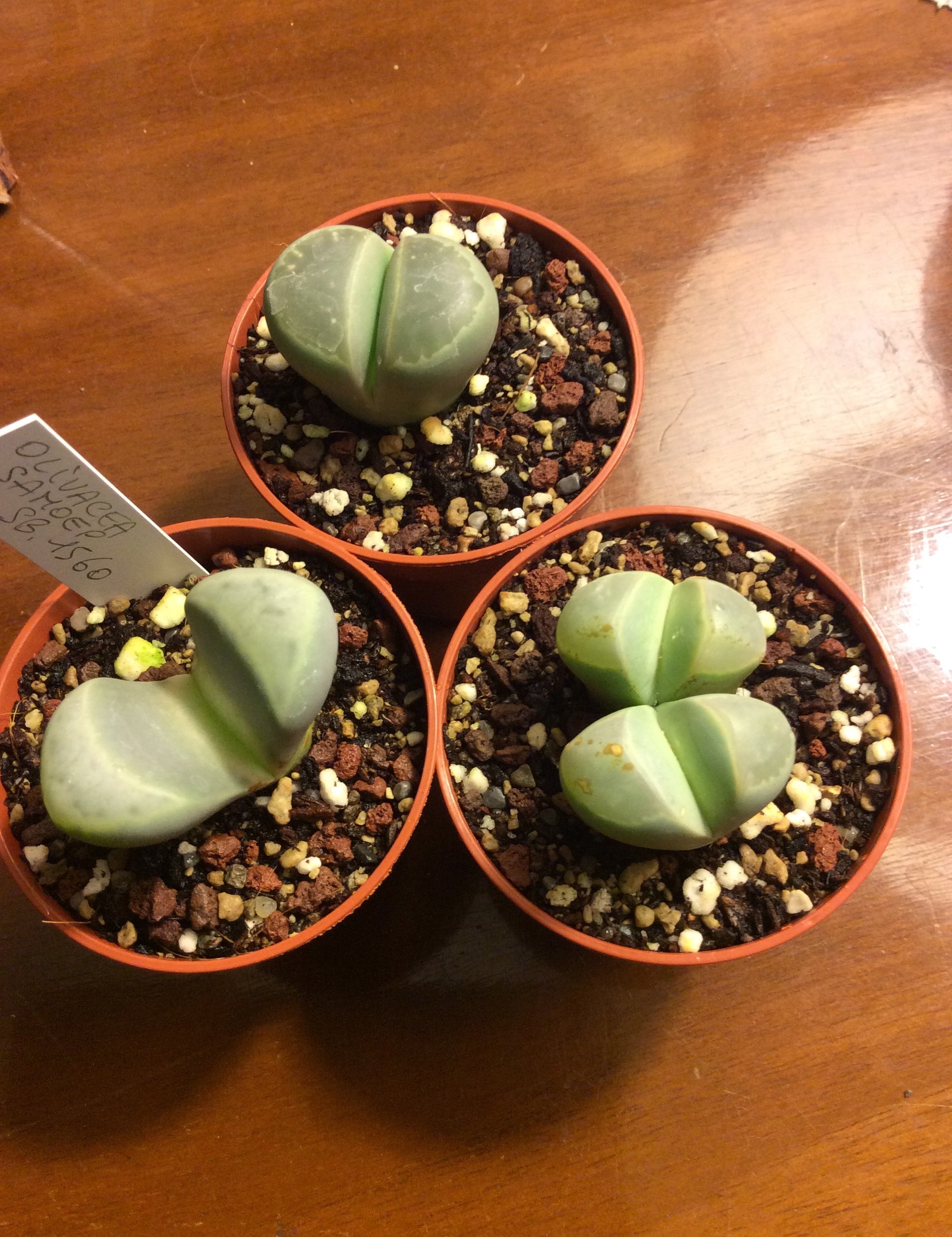lithops olivacea samoep sb 1560
