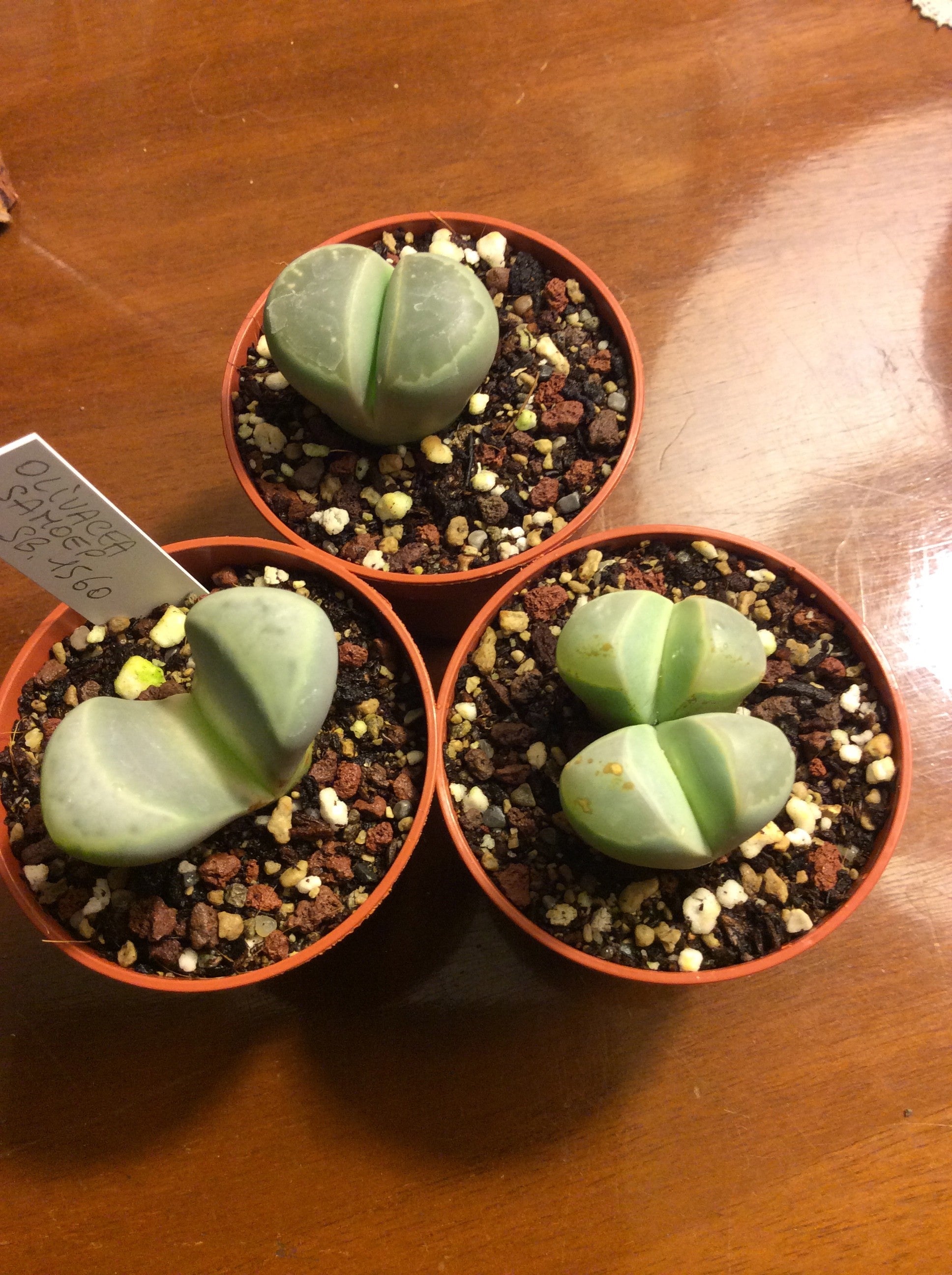 lithops olivacea samoep sb 1560