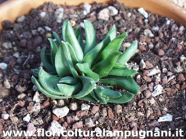 Haworthia starkiana