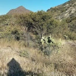 Agave Applanata