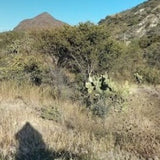 Agave Applanata