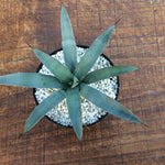 Agave Macrocantha