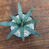 Agave Macrocantha