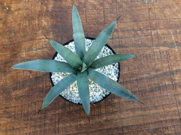 Agave Macrocantha