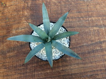 Agave Macrocantha