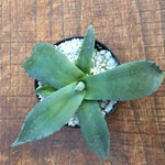 Agave Macrocumulis