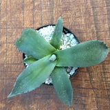 Agave Macrocumulis