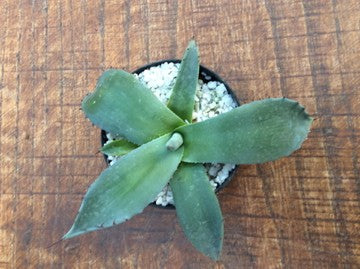 Agave Macrocumulis