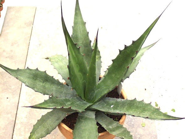 Agave Macrocumulis