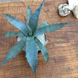 Agave Macrocumulis Carneros