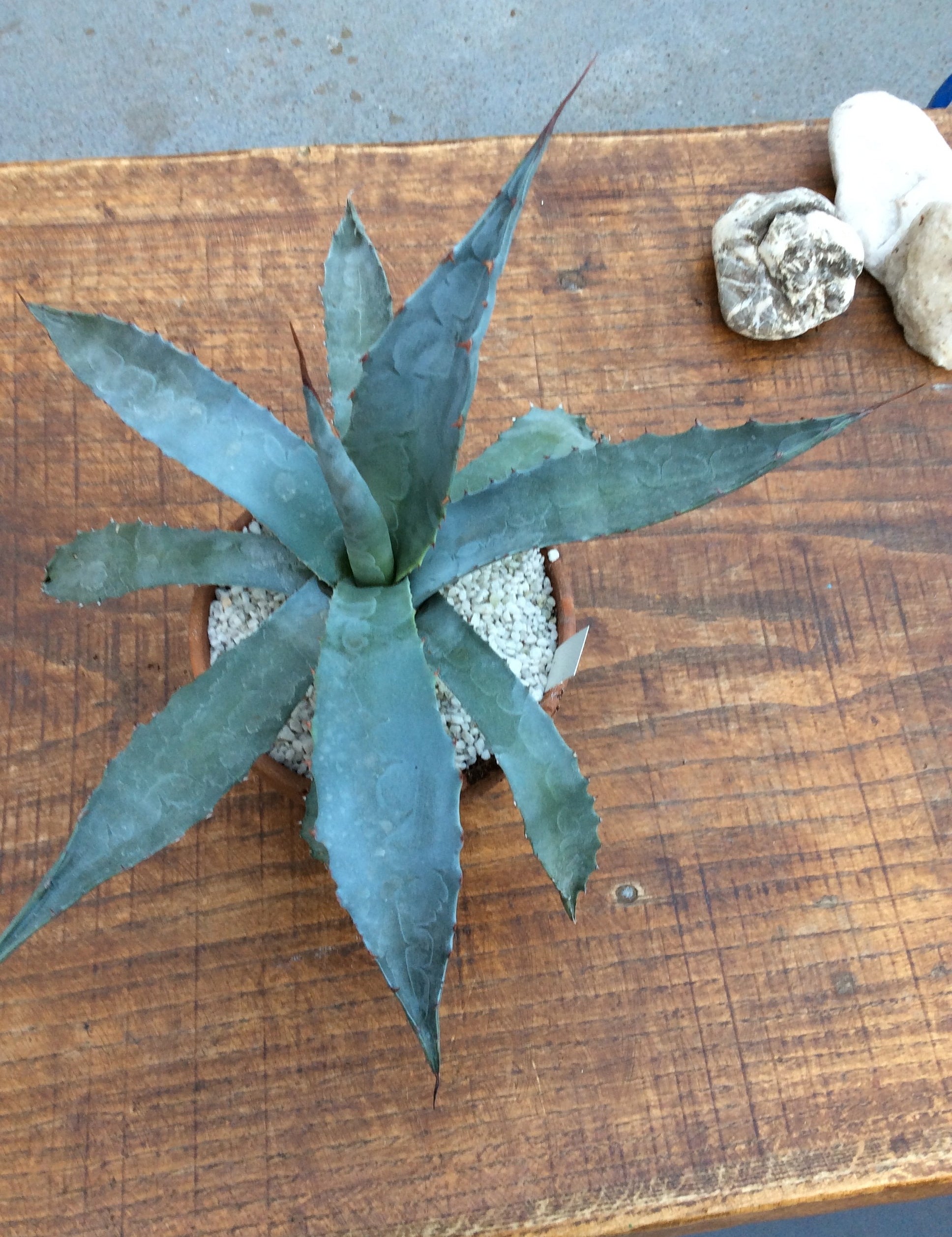 Agave Macrocumulis Carneros
