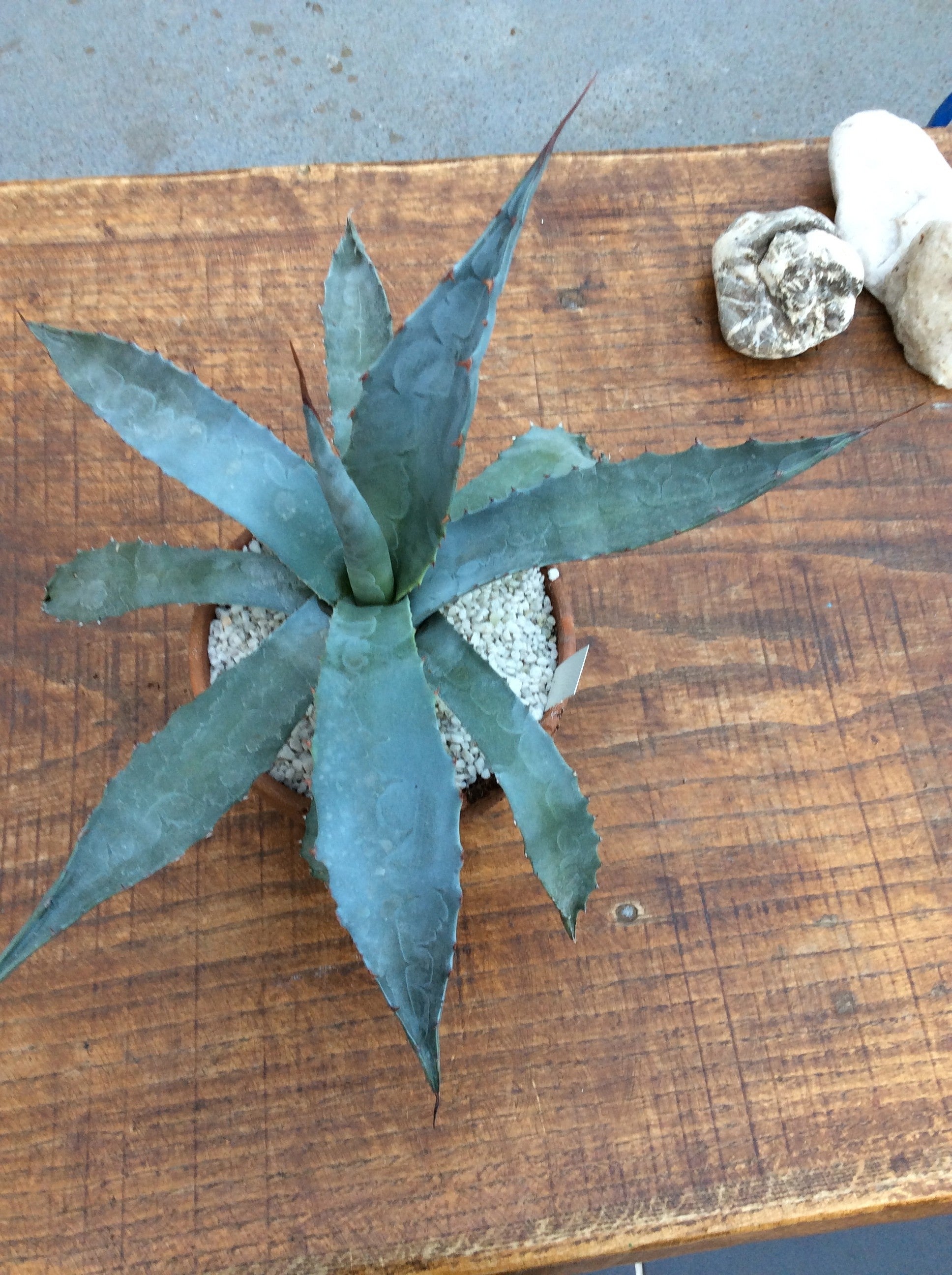 Agave Macrocumulis Carneros