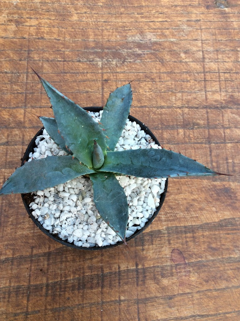 Agave Karwinskiana