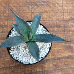 Agave Karwinskiana