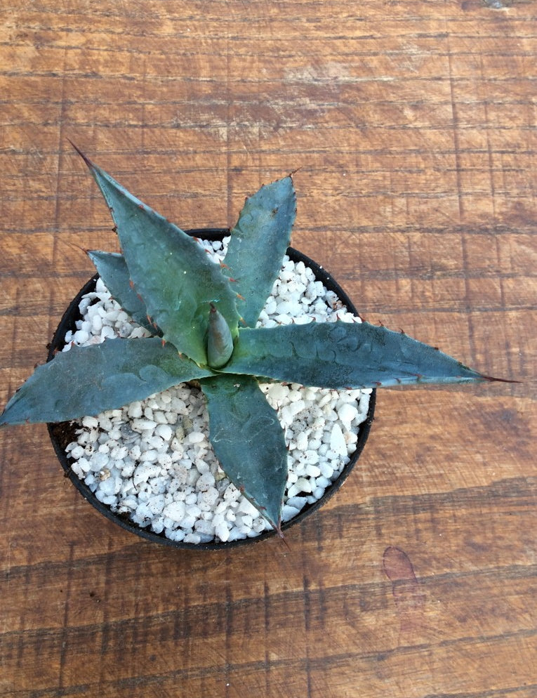 Agave Karwinskiana