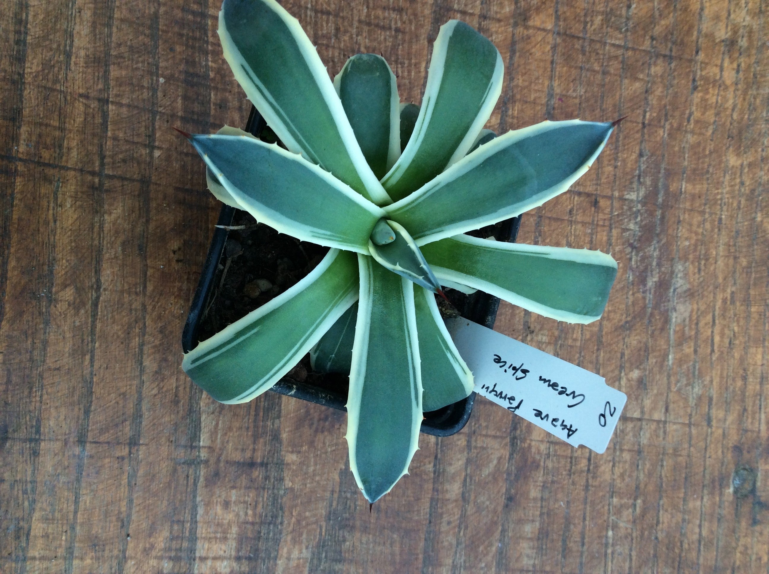Agave Parryi Cram Spice