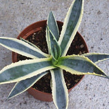 Agave Americana Aureomarginata