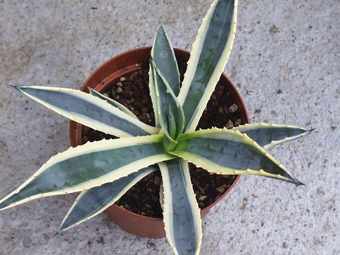 Agave Americana Aureomarginata