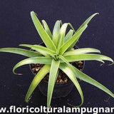 Agave Bracteosa