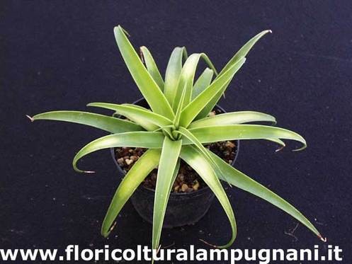 Agave Bracteosa