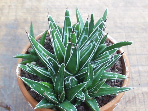 Agave Compacta Victoria reginae Sierra Parras