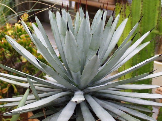 Agave Macroacantha