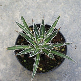 Agave Filifera Microceps Compacta