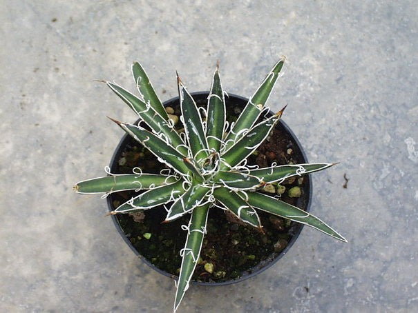 Agave Filifera Microceps Compacta
