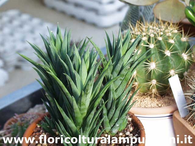 Haworthia glauca
