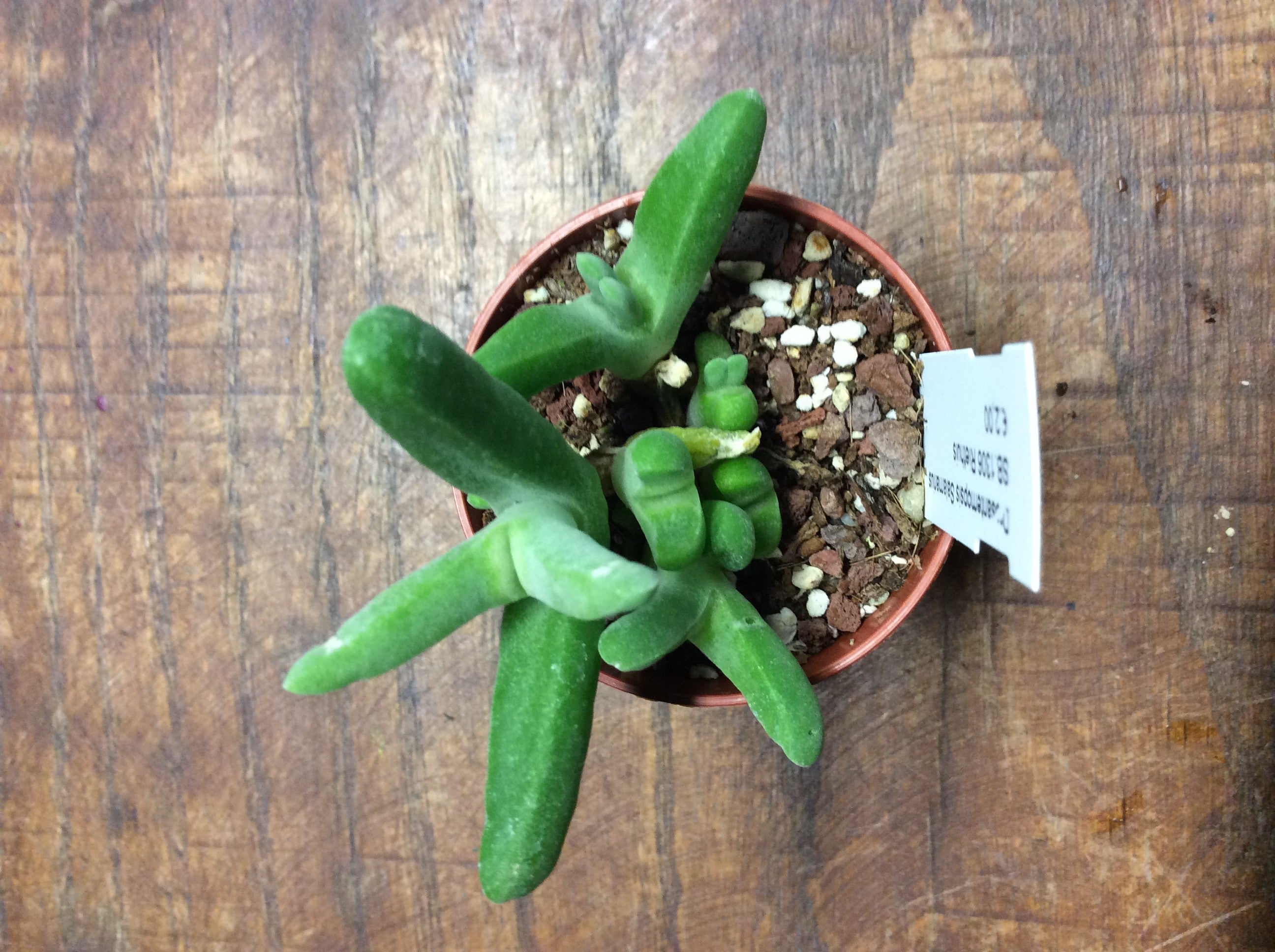 glottiphyllum suave