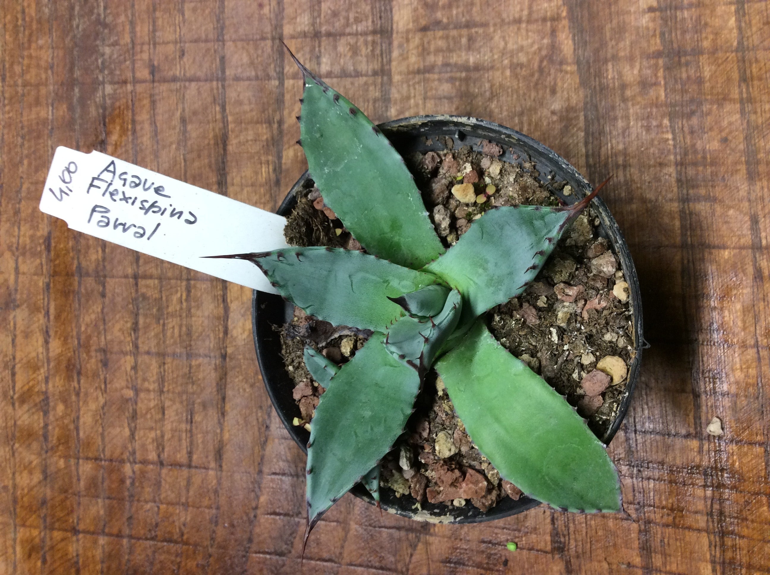 Agave Flexispina Parral