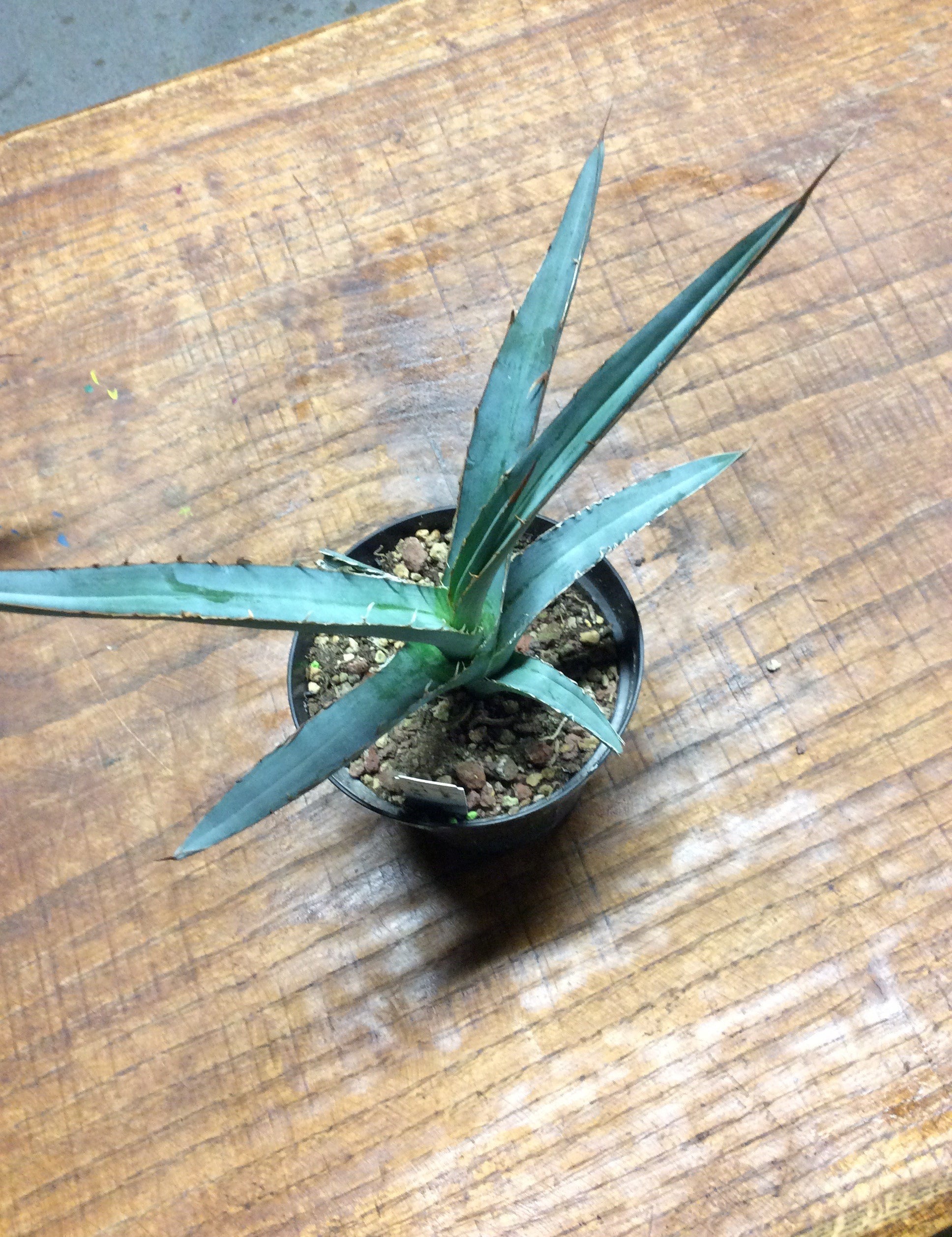 Agave Difformis El Thepe