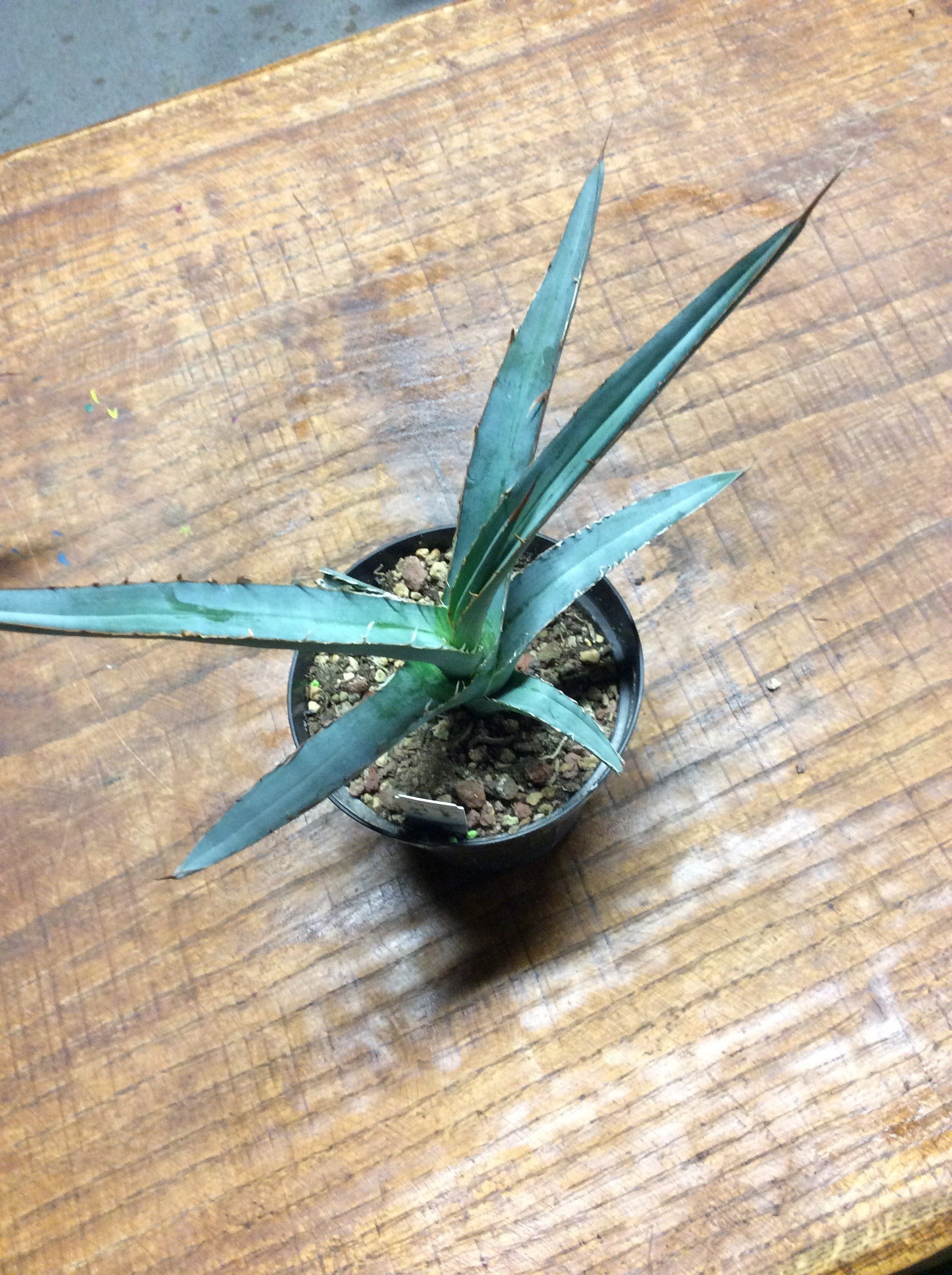 Agave Difformis El Thepe