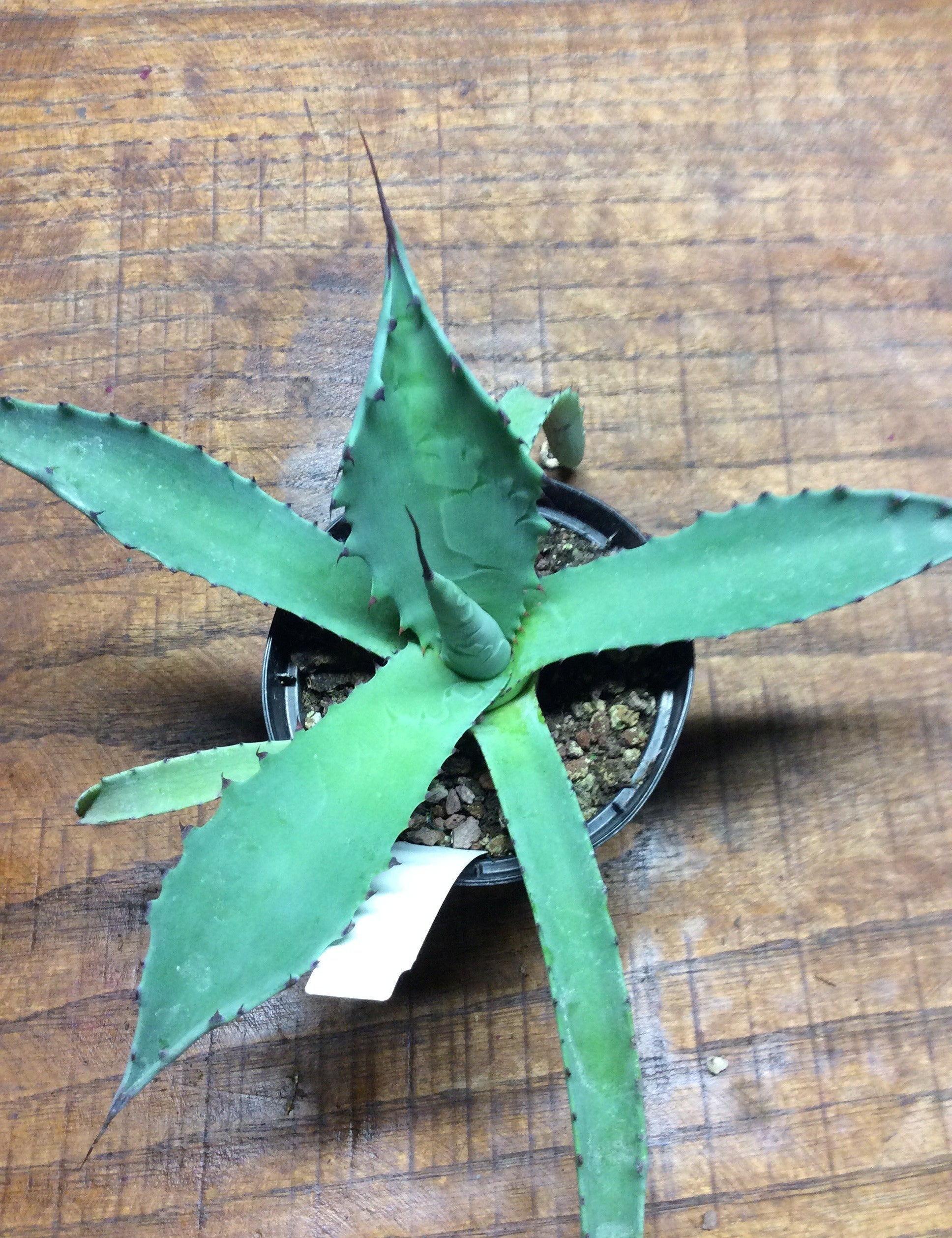 Agave Durangensis