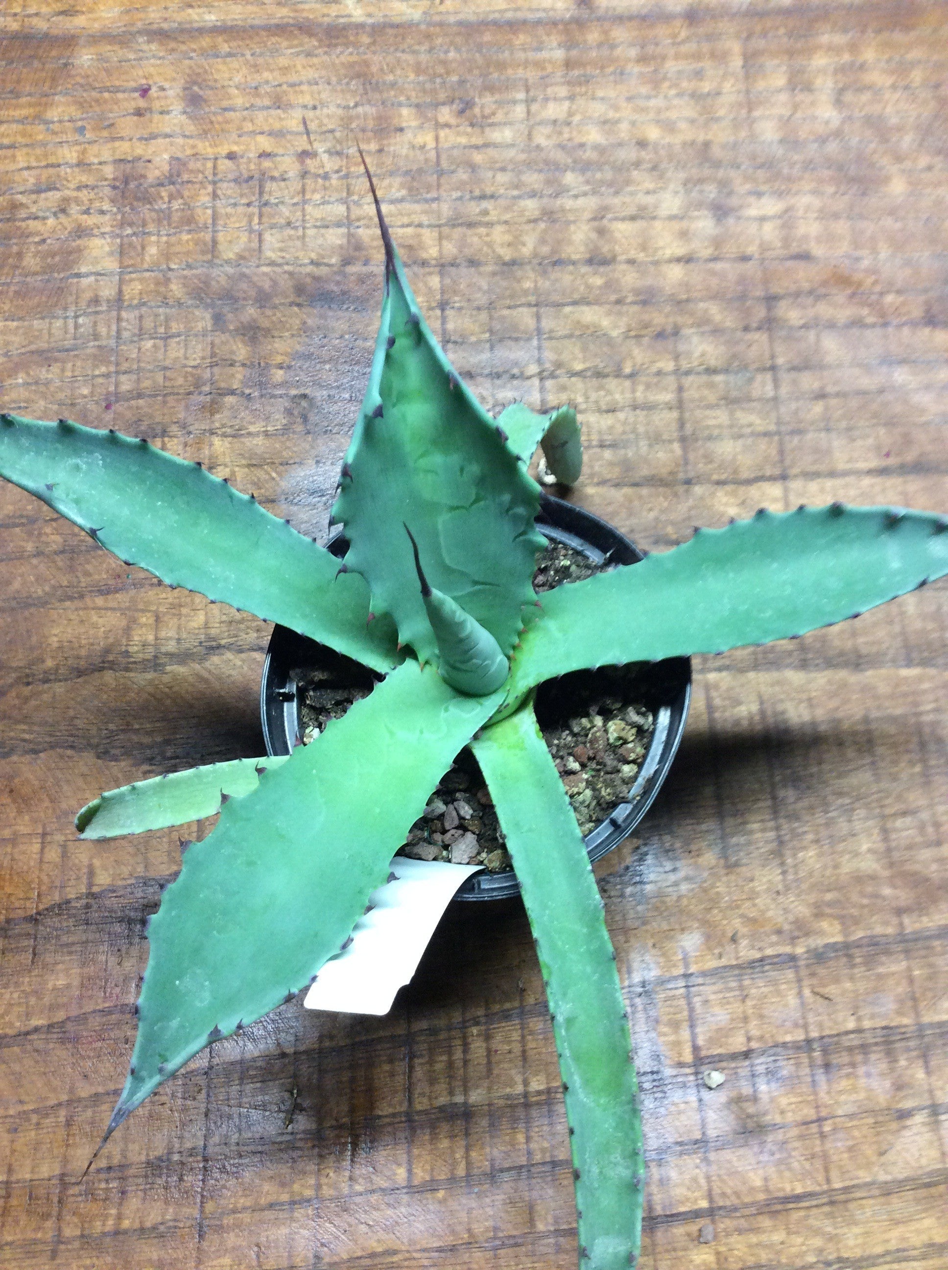 Agave Durangensis