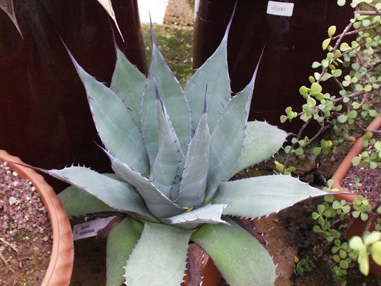 Agave Applanata