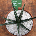 Agave 