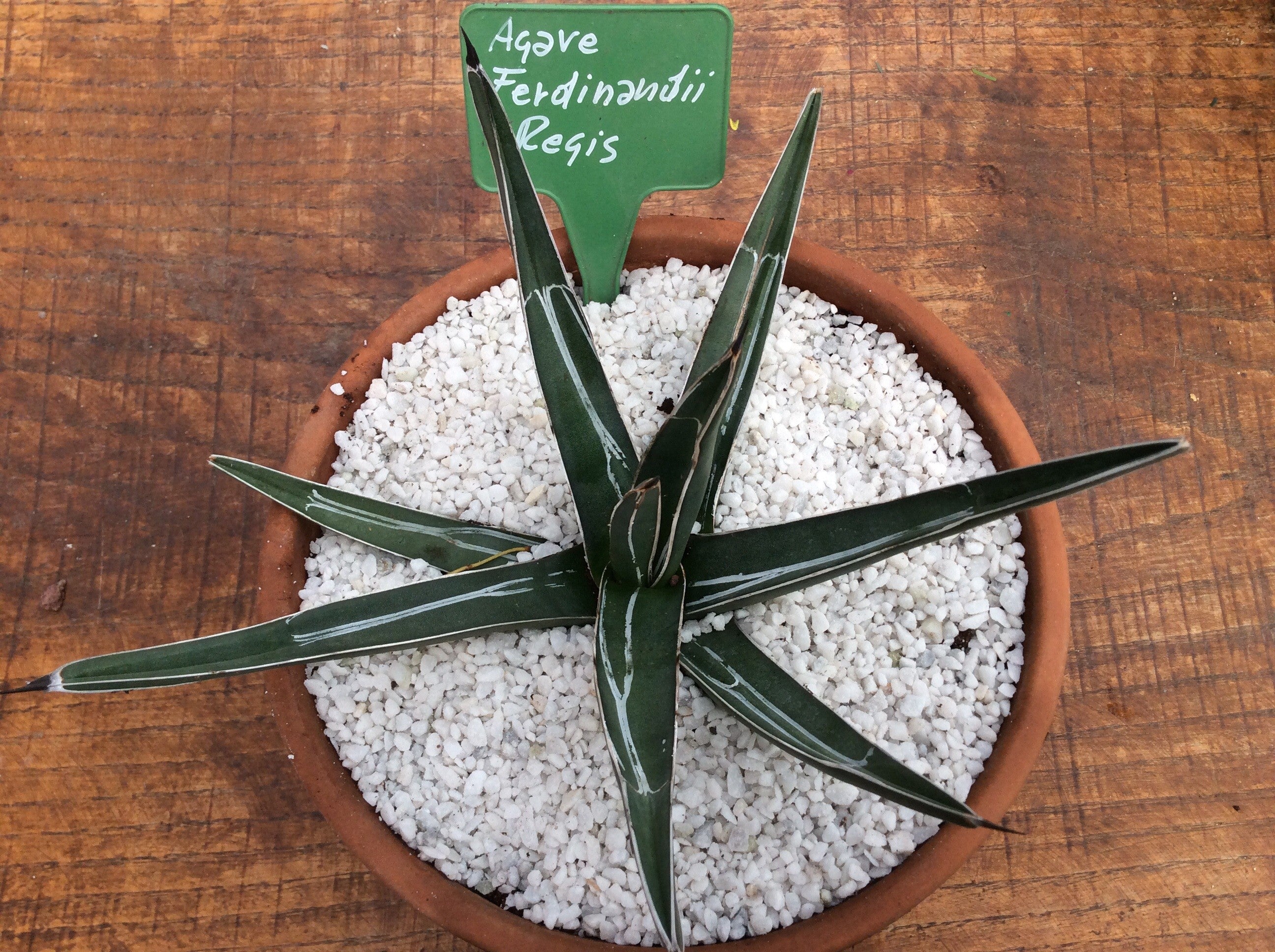 Agave 
