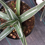 Agave Ferdinandi Regis
