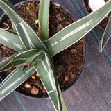 Agave Ferdinandi Regis