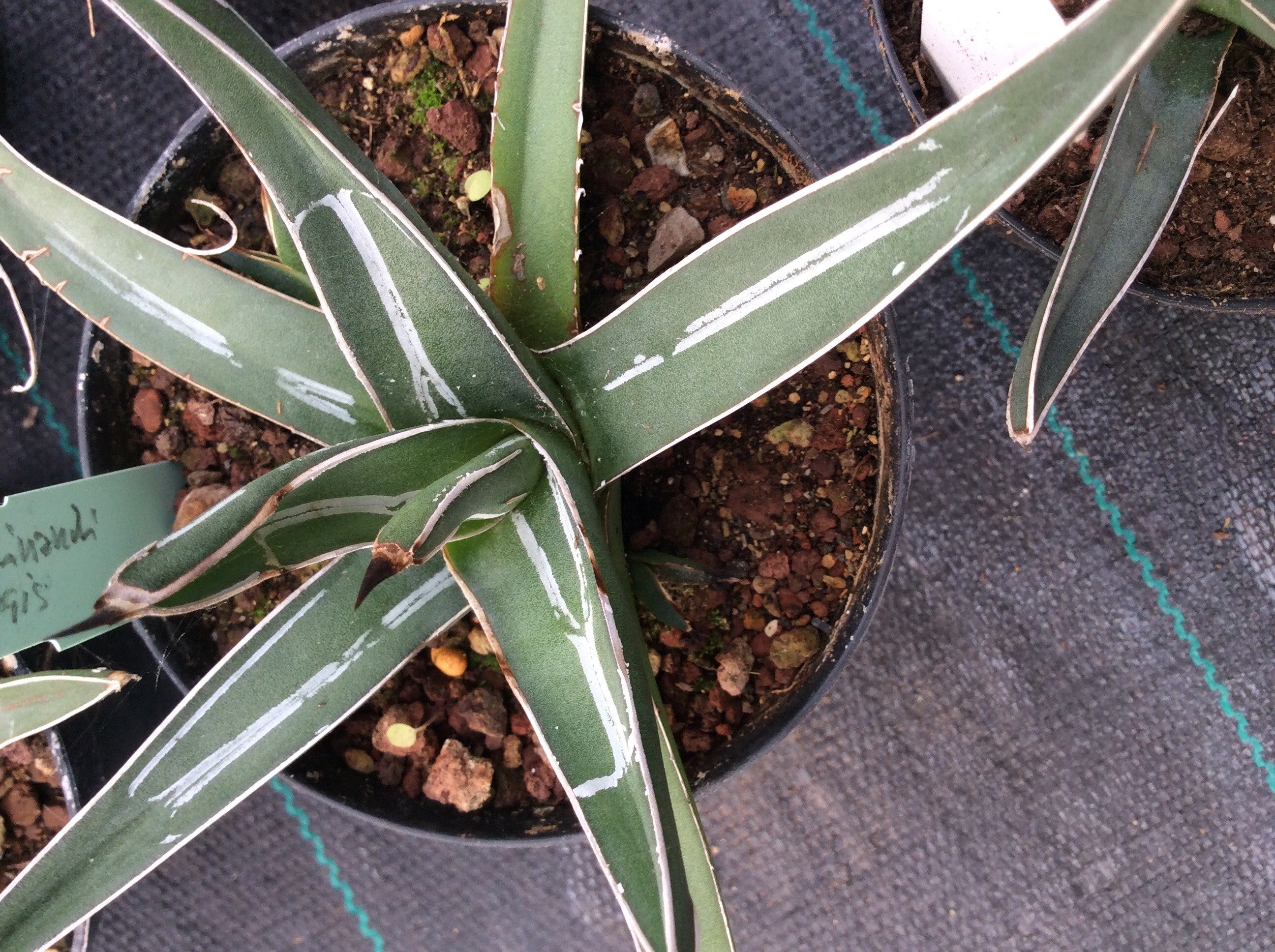 Agave Ferdinandi Regis