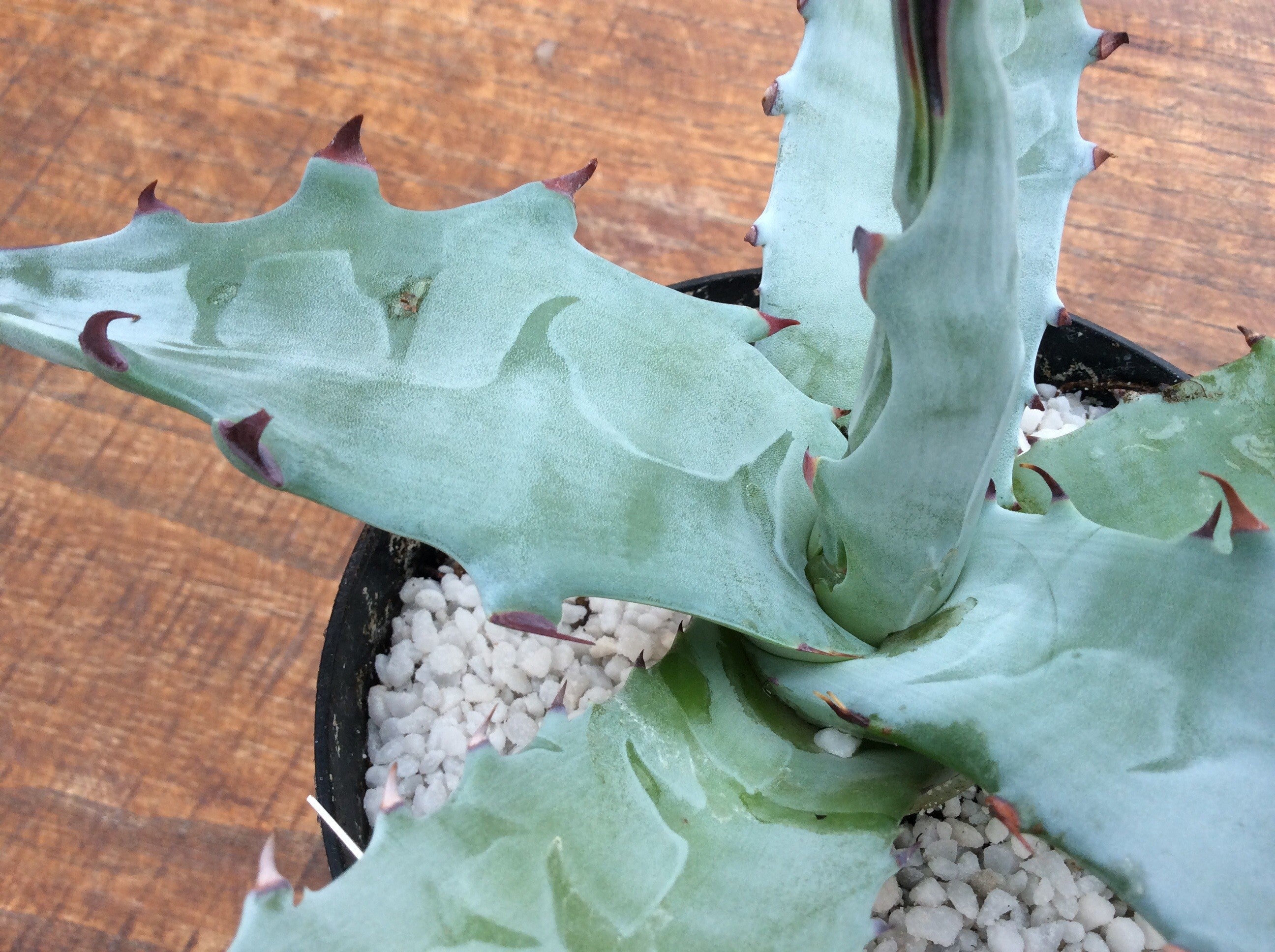 Gigantensis sierra de la gigantea