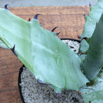 Gigantensis sierra gigantea