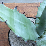 Gigantensis sierra gigantea