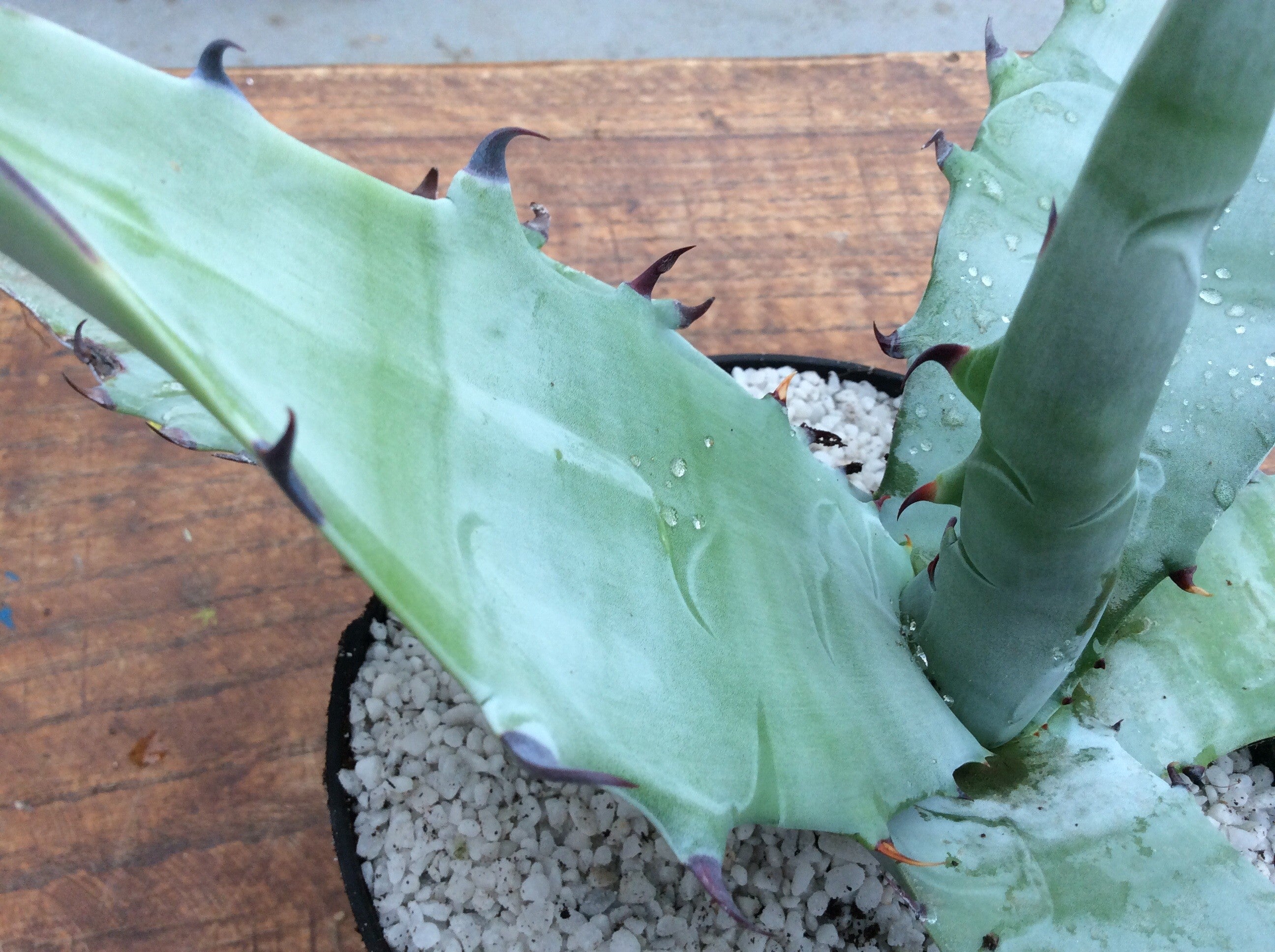 Gigantensis sierra gigantea